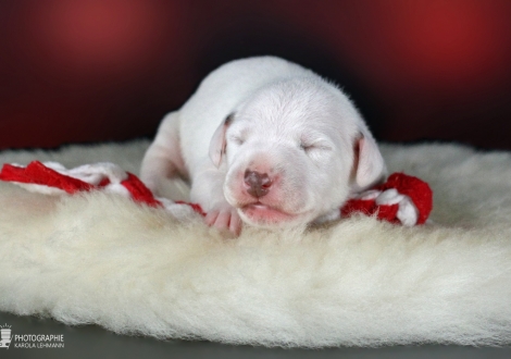 Hündin | Farbschlag weiss - braun (Halsband Rot)