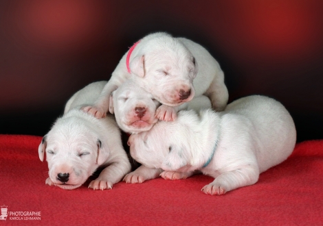 Christi ORMOND HH - Wurf 1. Lebenswoche