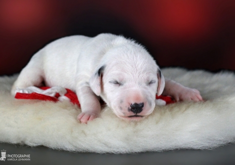 Hündin | Farbschlag weiss - schwarz (Halsband Orange)