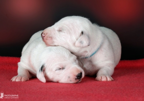 Hündin | Farbschlag weiss - schwarz (Halsband Orange) und Rüde | Farbschlag weiss - braun (Halsband Blau)