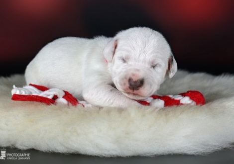 Hündin | Farbschlag weiss - braun (Halsband Rosa)