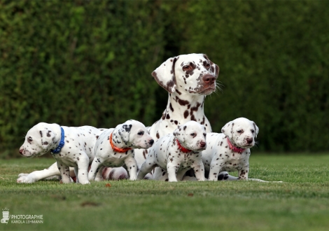 Christi ORMOND Zenith of Fame (genannt Elfriede) mit ihrem Christi ORMOND HH - Wurf 4. Lebenswoche