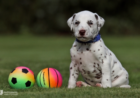 Rüde | Farbschlag weiss - braun (Halsband Blau)