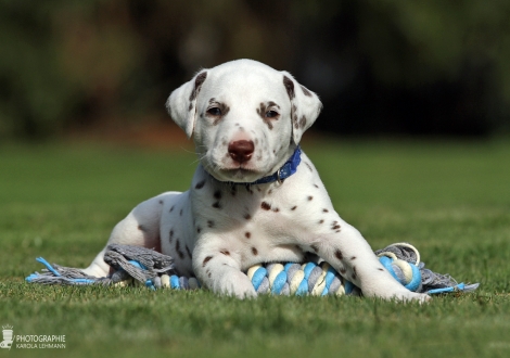 Rüde | Farbschlag weiss - braun (Halsband Blau)