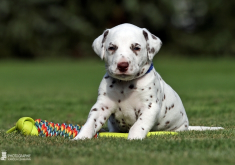 Rüde | Farbschlag weiss - braun (Halsband Blau)