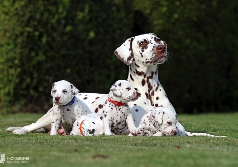 Christi ORMOND Zenith of Fame (genannt Elfriede) mit ihrem Christi ORMOND HH - Wurf 4. Lebenswoche
