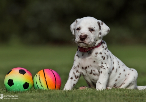 Hündin | Farbschlag weiss - braun (Halsband Rosa)