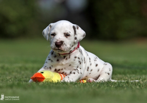 Hündin | Farbschlag weiss - braun (Halsband Rosa)