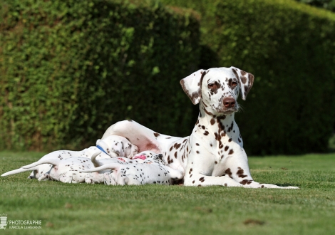 Christi ORMOND Zenith of Fame (genannt Elfriede) mit ihrem Christi ORMOND HH - Wurf 4. Lebenswoche