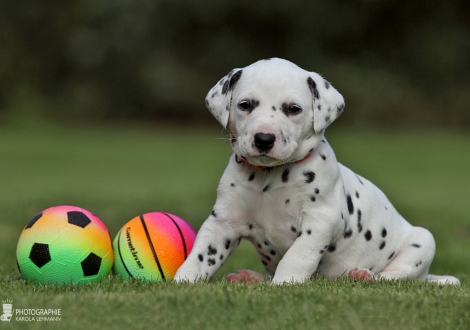Hündin | Farbschlag weiss - schwarz (Halsband Orange)