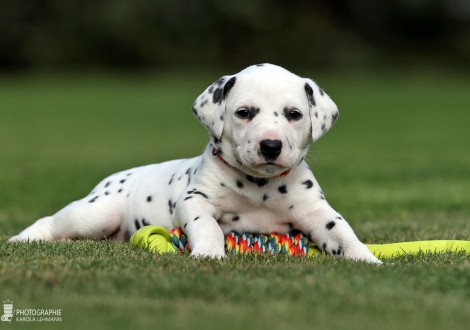 Hündin | Farbschlag weiss - schwarz (Halsband Orange)