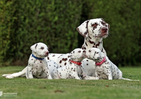 Christi ORMOND Zenith of Fame (genannt Elfriede) mit ihrem Christi ORMOND HH - Wurf 4. Lebenswoche