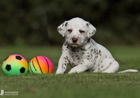 Hündin | Farbschlag weiss - braun (Halsband Rot)
