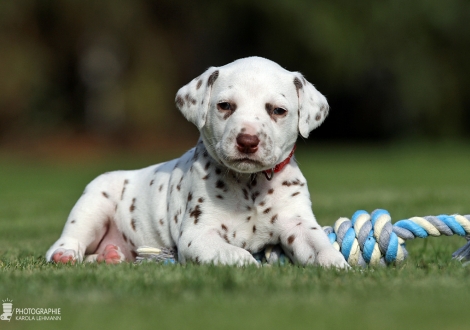 Hündin | Farbschlag weiss - braun (Halsband Rot)