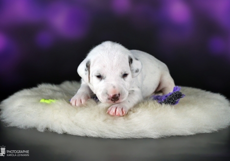 Male | colour white - liver (collar blue)