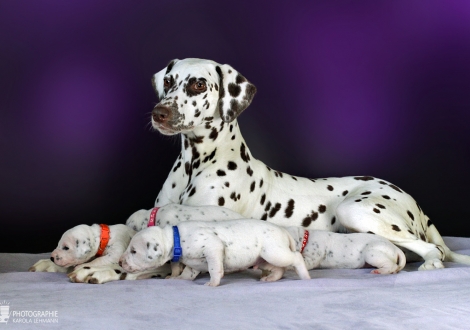 Christi ORMOND Zenith of Fame (called Elfriede) with her Christi ORMOND HH - Litter 2nd week of life