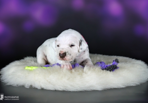 Female | colour white - liver (collar pink)