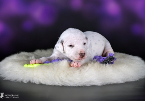 Female | colour white - liver (collar red)