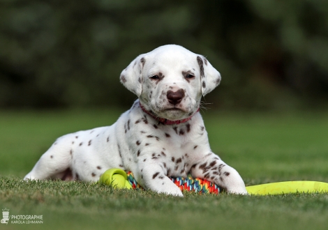 Female | colour white - liver (collar pink)