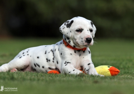 Female | colour white - black (collar orange)