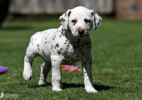 Female | colour white - liver (collar red)