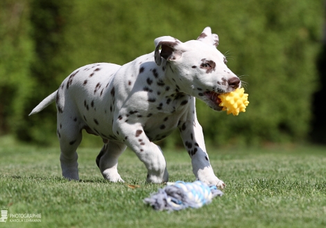 Christi ORMOND Happy Hour - Male | colour white - liver (collar blue)