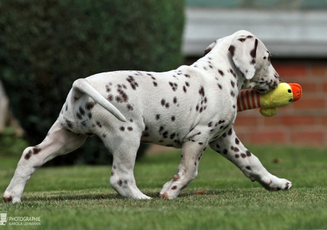 Christi ORMOND Happy Hour - Male | colour white - liver (collar blue)