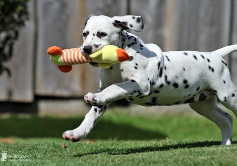 Christi ORMOND Helping Hand - Female | colour white - black (collar orange)