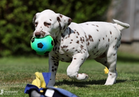 Christi ORMOND Harmony Hope - Female | colour white - liver (collar red)
