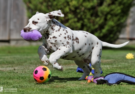 Christi ORMOND Harmony Hope - Female | colour white - liver (collar red)