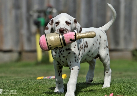 Christi ORMOND Harmony Hope - Female | colour white - liver (collar red)