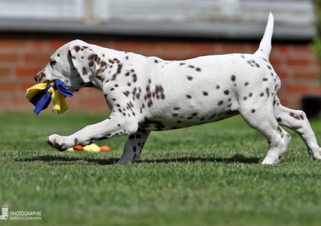 Christi ORMOND Harmony Hope - Female | colour white - liver (collar red)