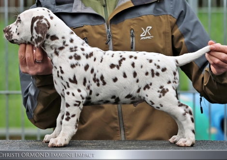 Christi ORMOND Imagine Impact - male | colour white - liver (collar blue)
