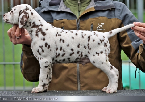 Christi ORMOND Invisible Icon - male | colour white - liver (collar green)