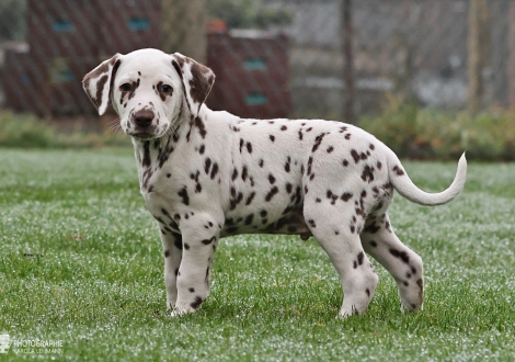 Christi ORMOND Invisible Icon - male | colour white - liver (collar green)