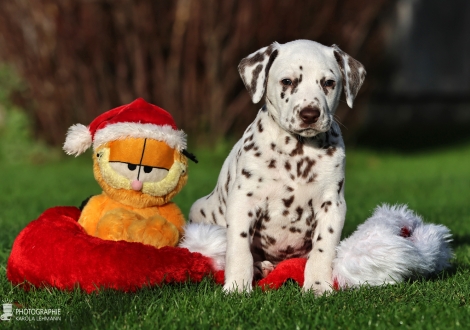 Male | colour white - liver (collar green)