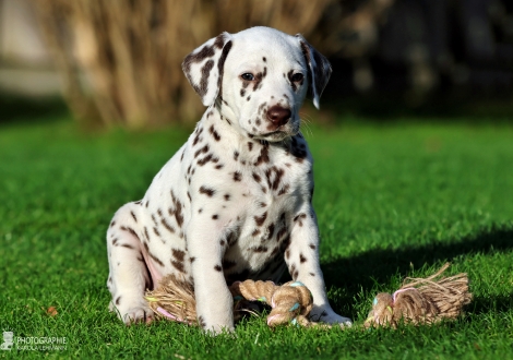 Male | colour white - liver (collar green)
