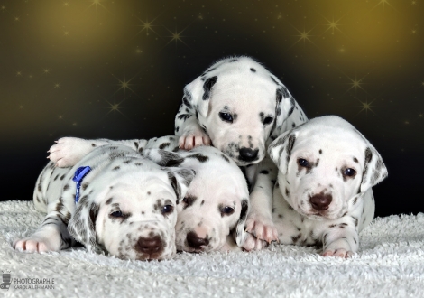 Impression Christi ORMOND II - Litter