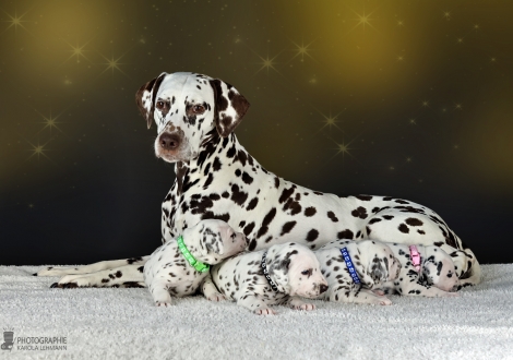 Dalmatian Dream for ORMOND vom Teutoburger Wald (called Mocha Junior) with her Christi ORMOND II - Litter 3rd week of life