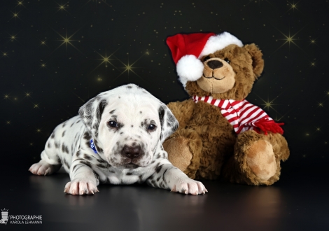 Male | colour white - liver (collar blue)