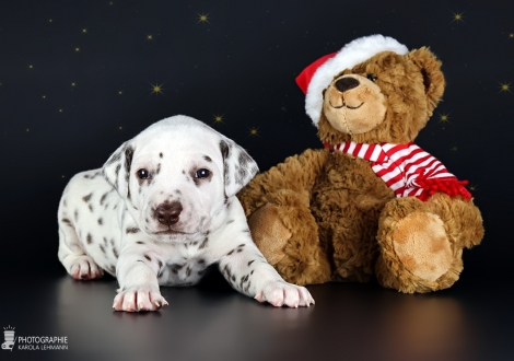 Male | colour white - liver (collar green)