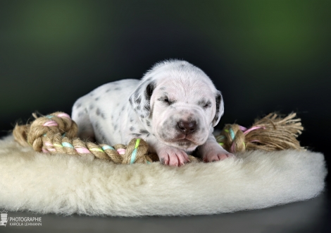 Male | colour white - liver (collar blue)
