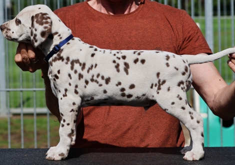 Christi ORMOND Joven Jumper - male | colour white-liver (collar dark blue)