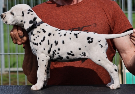 Christi ORMOND Jar Jar Binks - male | colour white-black (collar gray)