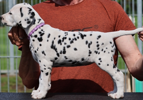 Christi ORMOND Joli Juwel - female | colour white-black (collar purple)