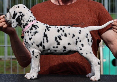 Christi ORMOND Joyful Juma - female | colour white-black (collar pink)