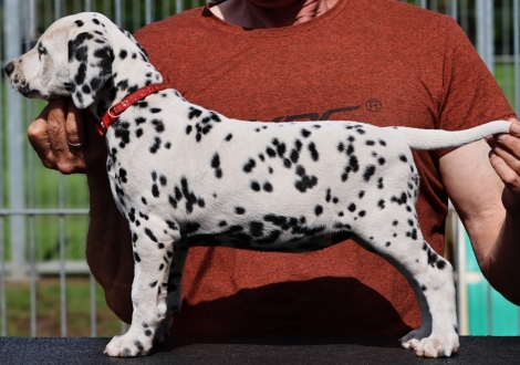 Christi ORMOND Just Juniper - female | colour white-black (collar red)