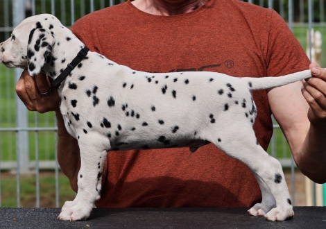 Christi ORMOND Jovial Jackpot - male | colour white-black (collar black)