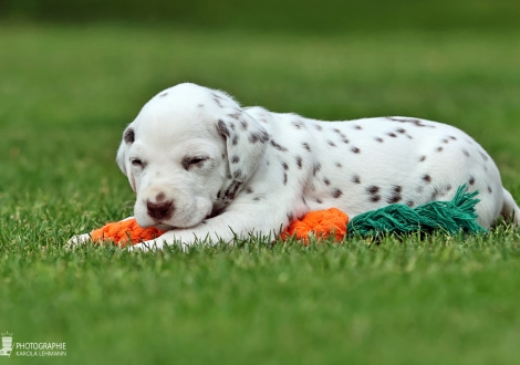 Male | colour white-liver (collar light green)