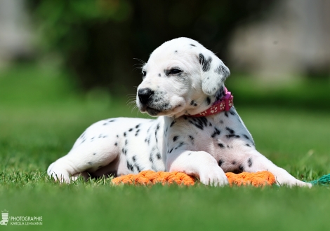 Female | colour white-black (collar pink)